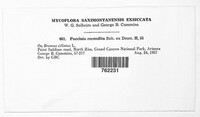Puccinia recondita image